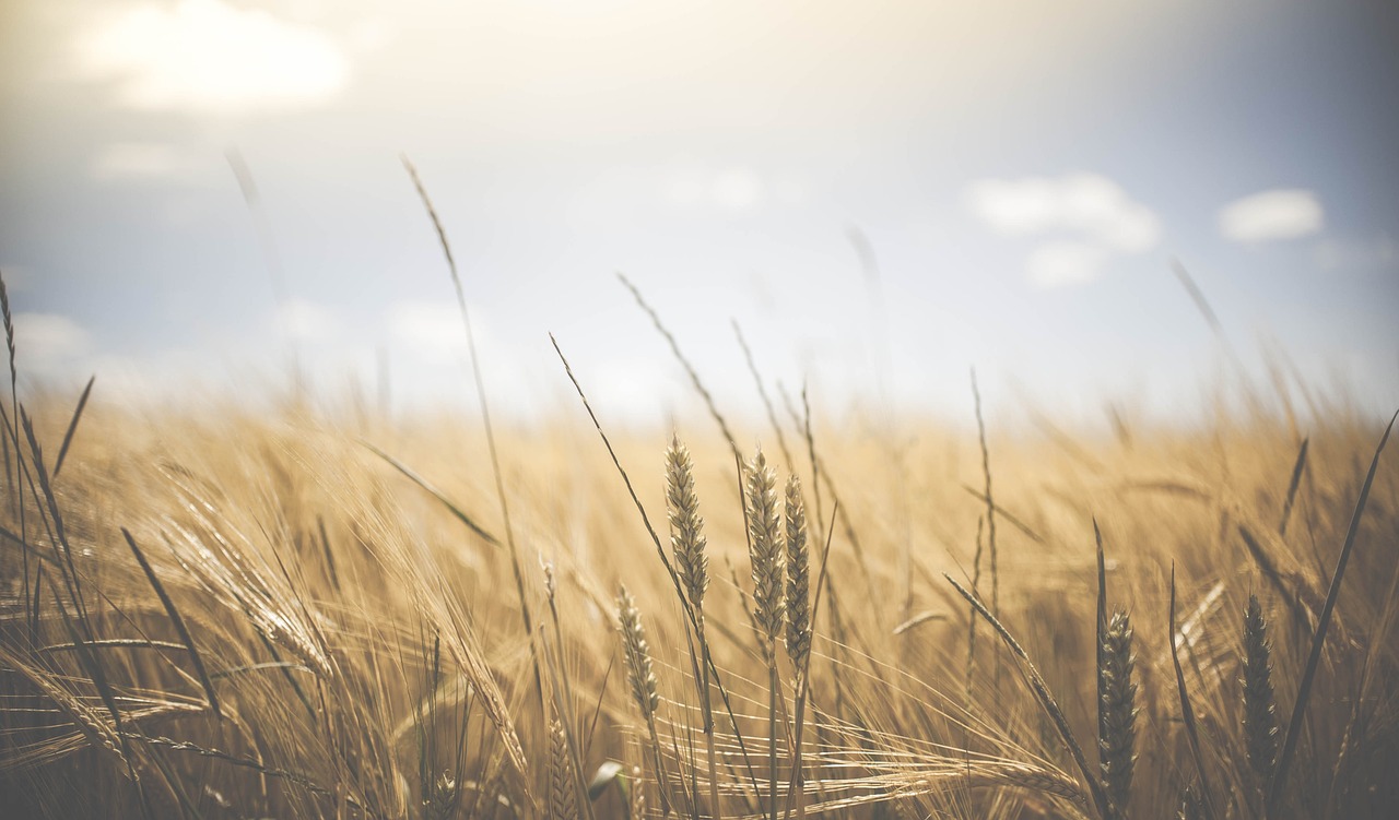 Auf diesem Foto wird Glutenhaltiges Getreide dargestellt, man könnte es auch Weizenfeld divinieren.